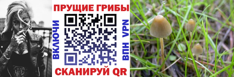 Купить где  Петровск  Галлюциногенные грибы Magic Shrooms 